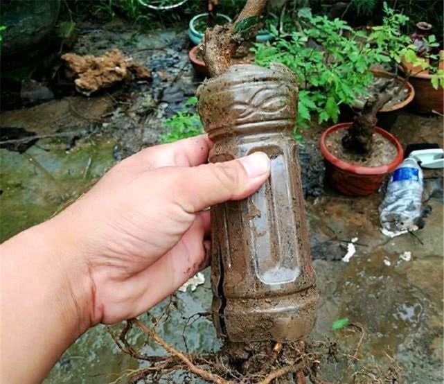 小树苗|大叔用“小苗”做提根盆景,用1个塑料瓶“养根”,长根能挤爆瓶