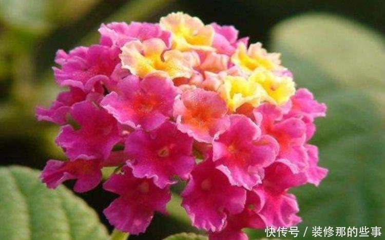 养花就养4种花,家里养一盆,一开就美爆,养1盆超美!