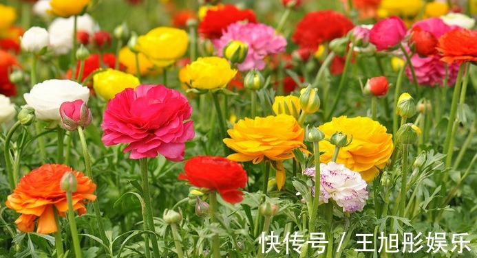 花卉|喜欢养护花卉，就不要错过这个花卉，花大色艳，花量大，很像牡丹