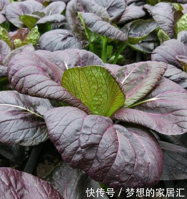 特别|阳台种菜就种它,一个月就能上桌,比小白菜更美味更美貌
