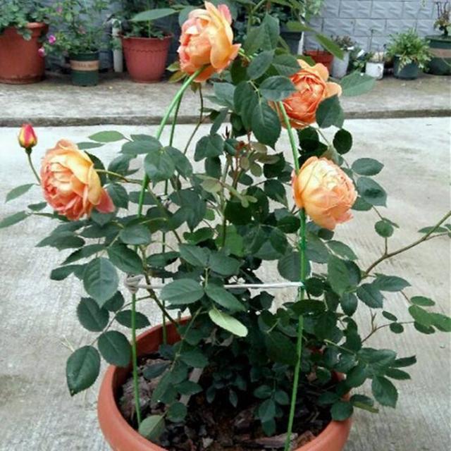 屋顶花园养月季,注意“浇水施肥修剪”,一棵开300朵,花开不断