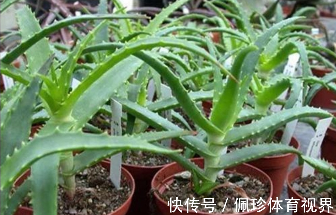 芦荟|耐干旱的5种花,夏天就怕多浇水,容易烂根黄叶