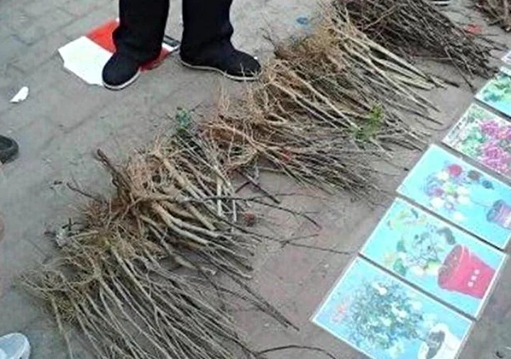 花骗子最爱卖的5种花,养花小白要记住,擦亮眼睛不上当