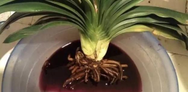 自来水|君子兰不开花还总是烂根教你一招,君子兰从此长不停