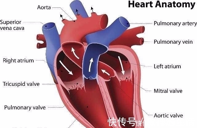 心脏|心脏有问题的人,睡觉时一般会出现4个情况,一个也别忽视