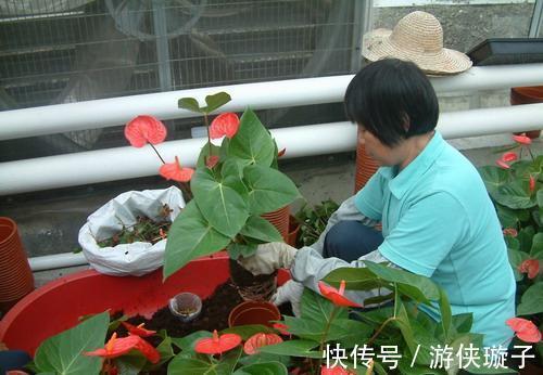 长寿花|5种“富贵花”,谨记“穷养它”,大盆换小盆,才能开满富贵花