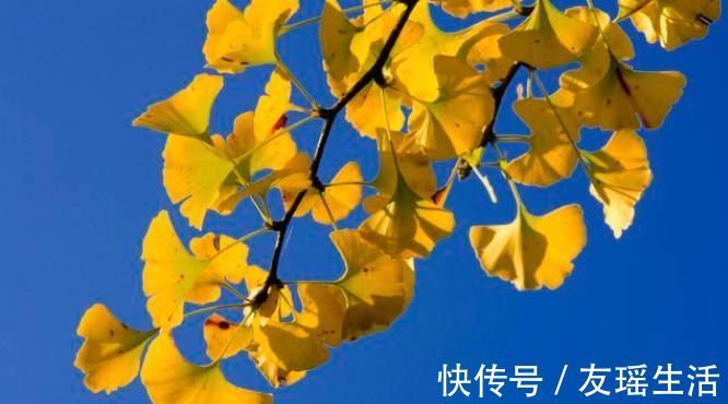 盆栽|4个方法,让盆栽银杏变成矮、胖、矬,好看又值钱