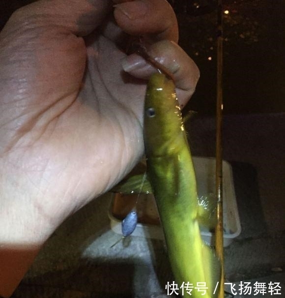 发窝|听说有人要封竿?这里的黄辣丁发窝,有人一夜钓十几斤