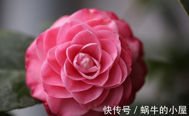 花期|盆栽茶花老是养不好,选择品种有技巧,试试以下经典的茶花品种