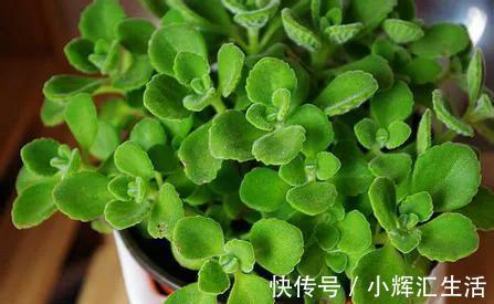 碰碰香脾气大，一不小心就散发清香，家里养一盆，很有好处