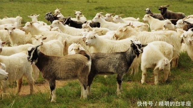 后悔|苏武牧羊时吃野草籽饱肚，为何不直接吃羊呢？专家：吃了就要后悔