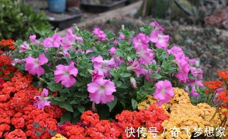 养长寿花“老桩”,做好“3勤2合理”,长势旺,每年开花都翻倍