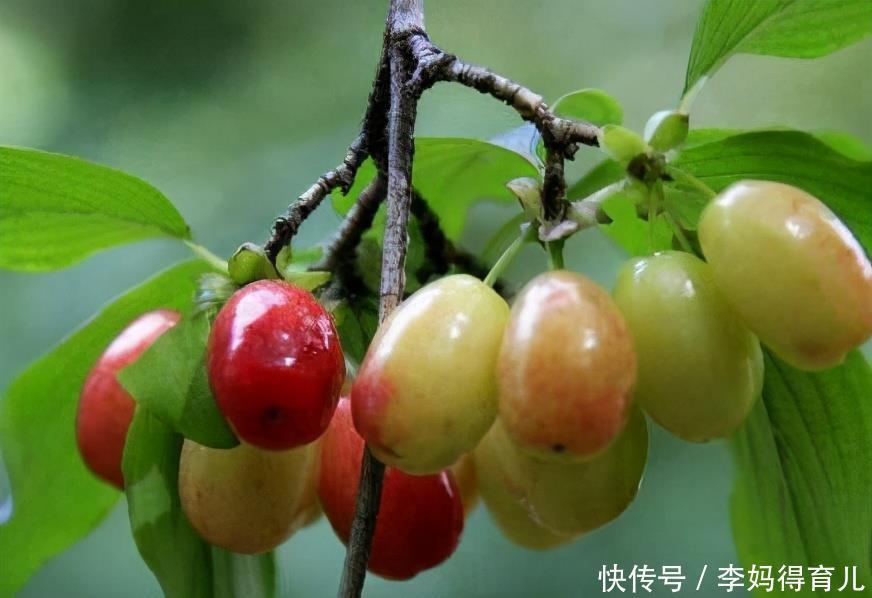降压|对身体很好得3种食物,女性常吃,降压减脂,养颜抗衰老