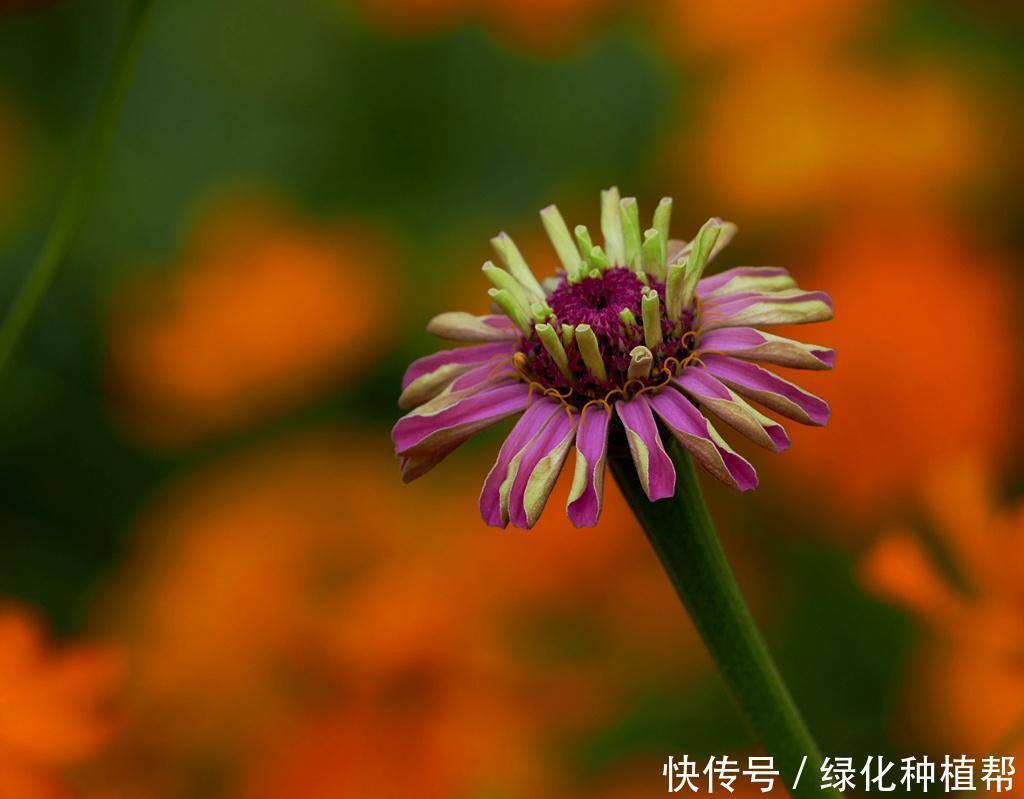 百日草代表“步步高升”，开花时间可达100天，生命力顽强