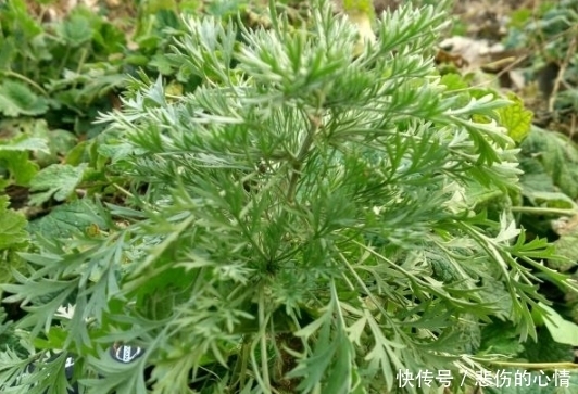 农村|老辈农村人都采这种草，用来降血脂降血压，同时保肝利胆