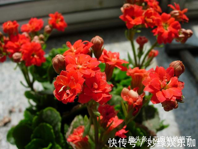 三角梅|适合秋天养的7种花,好养易活,只要环境合适,爱开花,花期长