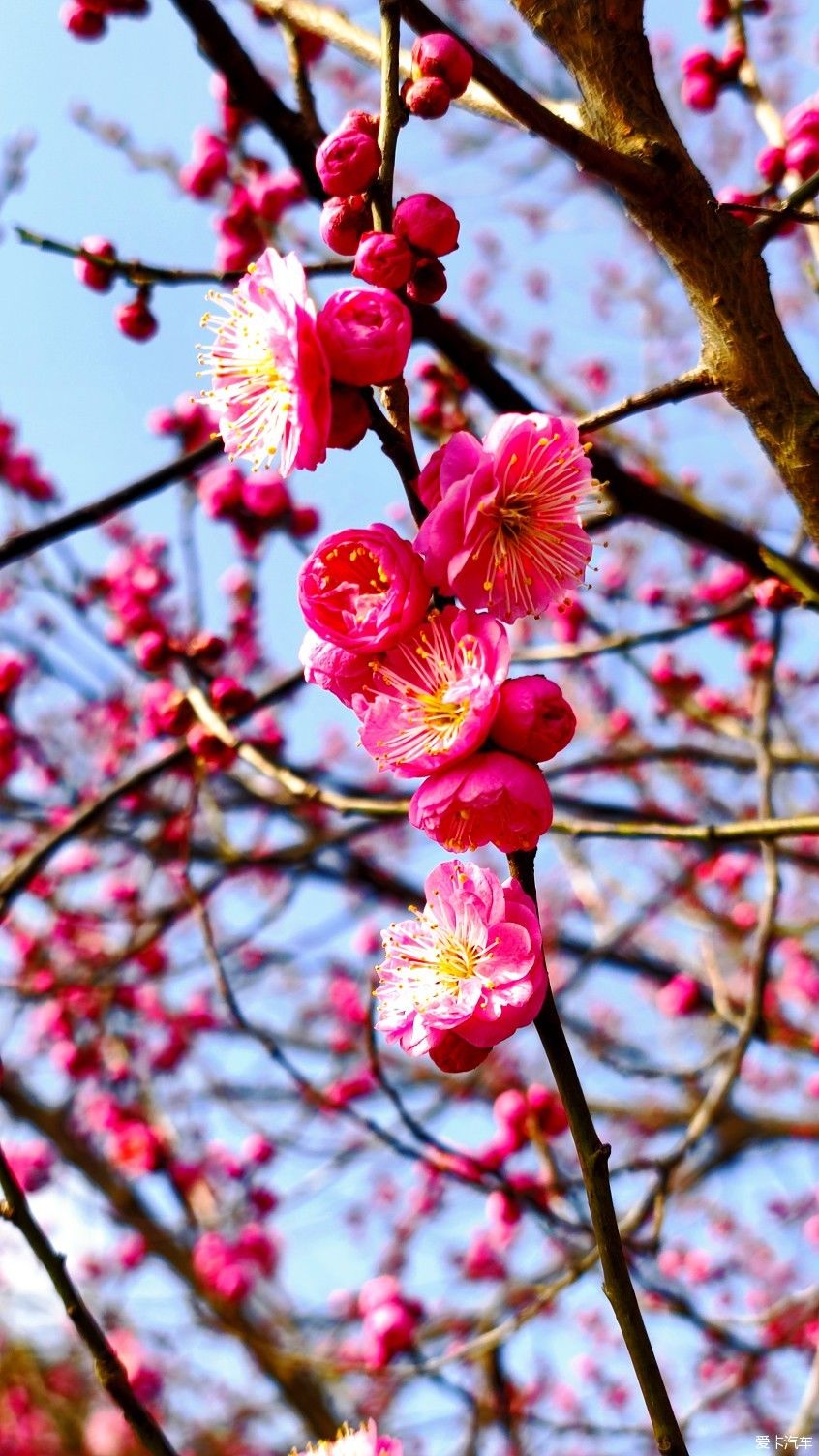 【爱卡踏青季】花枝俏