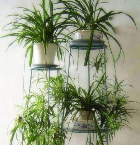 秋天扦插5种花,不用生根粉也能快速生根,养两年成养花大户