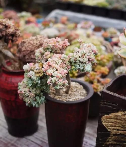 多肉|屋里养的多肉浇水也要看天气吗?为什么?