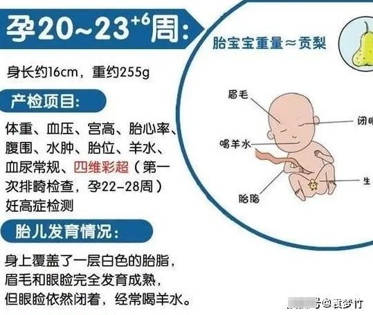 中期|怀孕中期应该系统地做哪些检查?3个阶段重要的产检项目都在这里