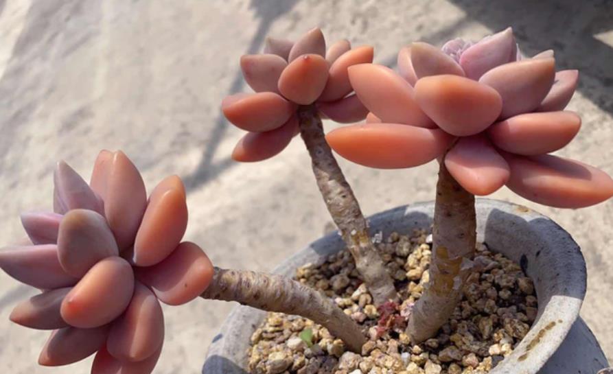 6种经典的普货多肉,新手也能养出好状态,冬天越晒叶片越美