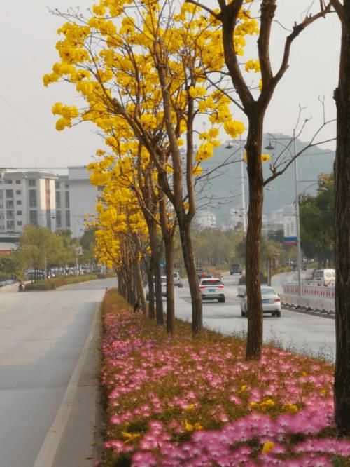 云南普洱：初春赏花好地方