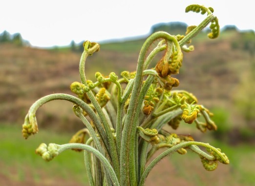 凉拌|65种野菜图片，带你认识不同的野菜和吃法，你想要的野菜这里都有