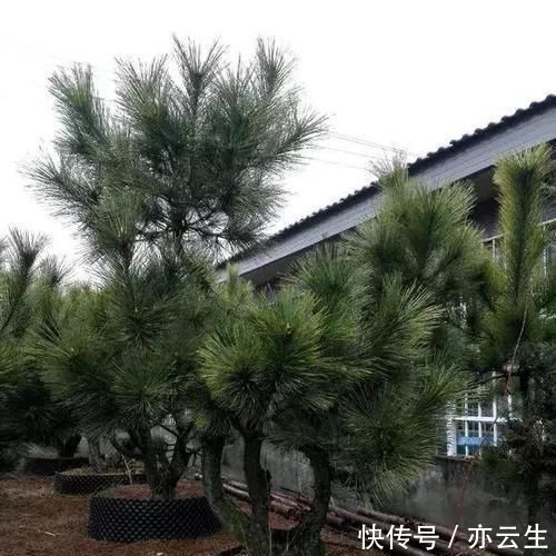 土壤|这5种绿植,养成盆景观赏价值高,注意这些技巧很快成老桩