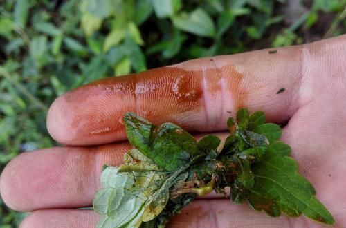 农村一种野草,人称“肝之草”,价值珍贵,是民间治“肝炎”良方