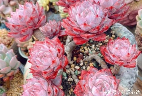 雪兔|多肉粉蓝鸟和雪兔都非常的好养,那么哪个品种更适合阳台养护呢?