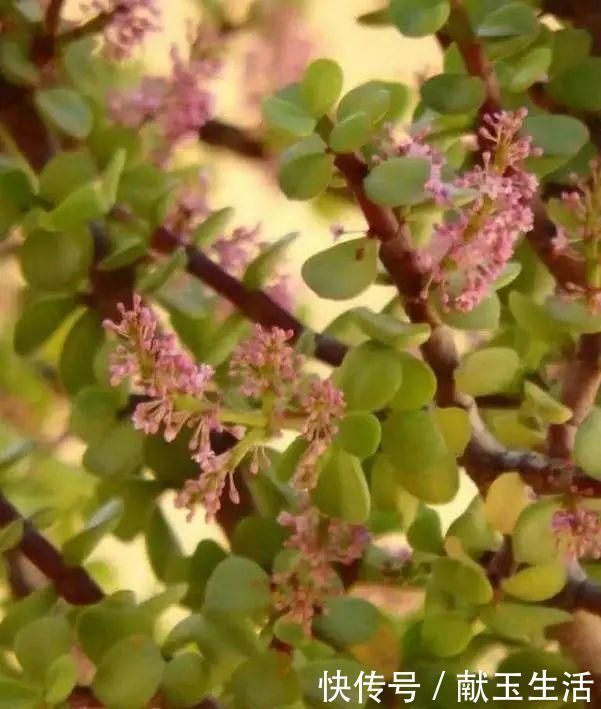 氮钾|金枝玉叶开花了,真花长这样,很多人没见过