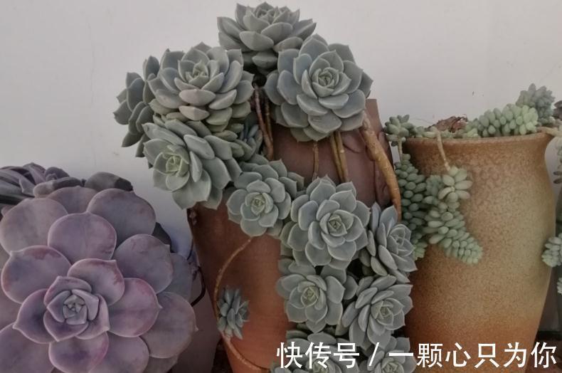 养这4种多肉,冬天“冻一冻”,上色、群生反而更容易