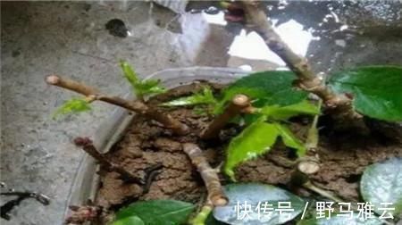 阳台|学会这9个扦插绝招，插啥活啥，蹭蹭长出大白根，阳台多的放不下