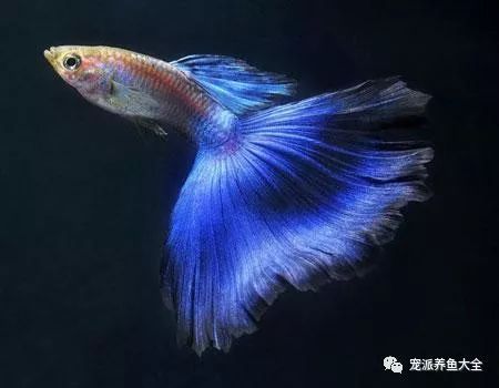 鱼缸放盐对水草有害吗