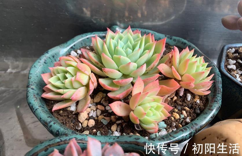 诀窍|养多肉,若想茎叶肥美,速成老桩,该掌握哪些诀窍?