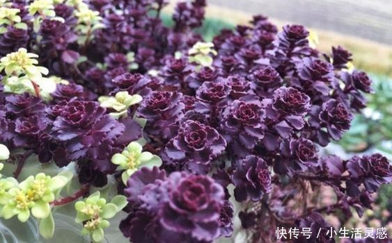 令人陶醉的小球玫瑰,不得不说小球玫瑰的爆盆能力太强!