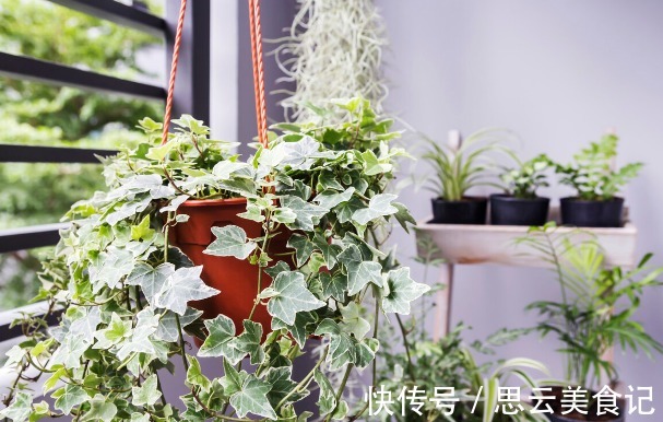 卫生间|卫生间养花，首选这4种耐阴不怕潮的植物，长势好、空气更清新