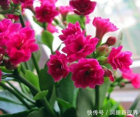 阳台|叶片肥嘟嘟，开花大又艳，自己扦插长寿花，不花钱长得满阳台都是