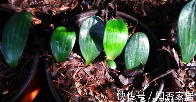 君子兰|君子兰一叶苗的栽培法,详细过程描述,只需要注意这几点就行