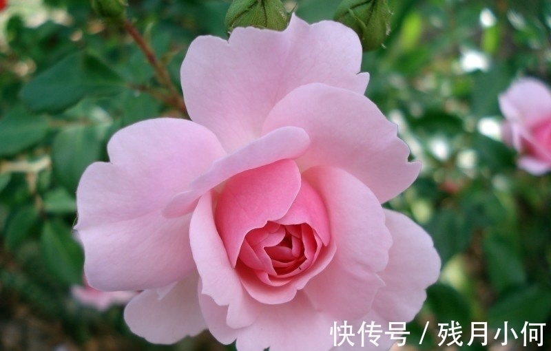 真爱|两周后,桃花满地,真爱来袭,喜得新人,桃花飞至,终获良缘