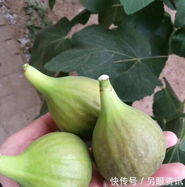 无花果快挂果了，有“2件事”别忘做，果子不止多一倍，甜度高