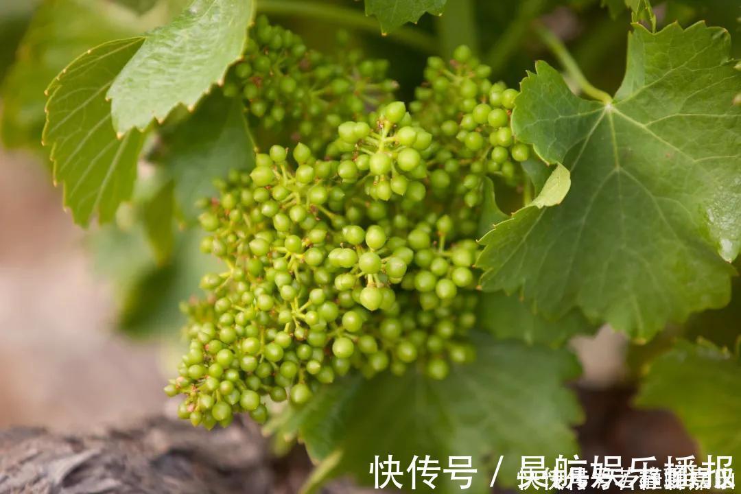 包治百病|9种被吹上天的食物,其实并没有什么用,快看看被忽悠了吗?