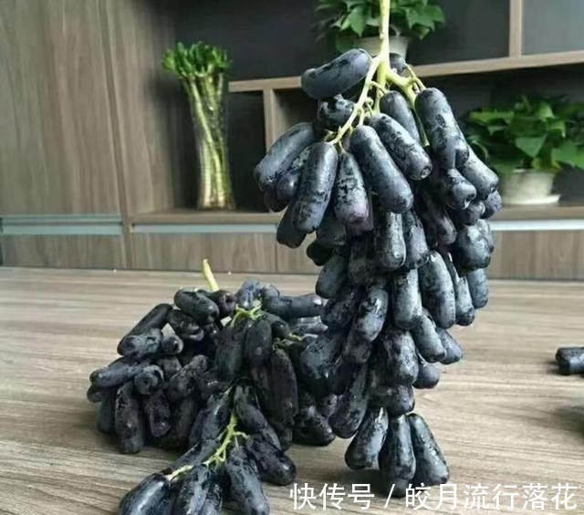 好吃|家里有阳台院子,这种果实别嫌弃,又好看又好吃,你见过吗!