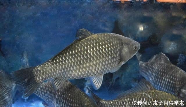 传统钓抬竿时机的把握,增加鱼获只需掌握这几点