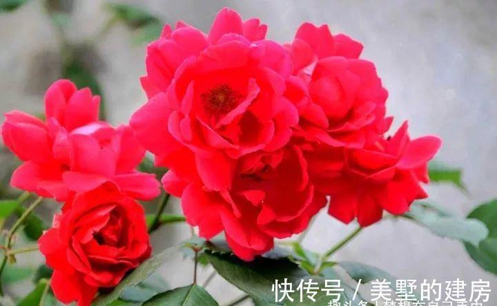 花花草草|原来花花草草也有这么多“雅称”