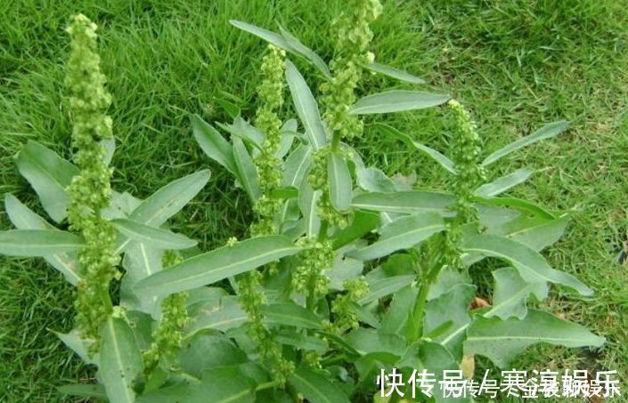 植物|乡下俗称“金不换”的植物,比醋还酸,市场价值却很高,价值珍贵