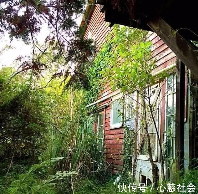 谢烨#诗人顾城的旧居杂草丛生,门前停放的汽车成废铁,儿子不知所踪