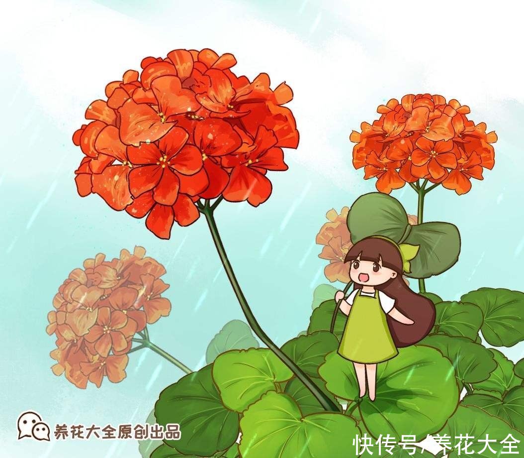 4种花寓意好，开花红得像火，预示一年日子热闹红火