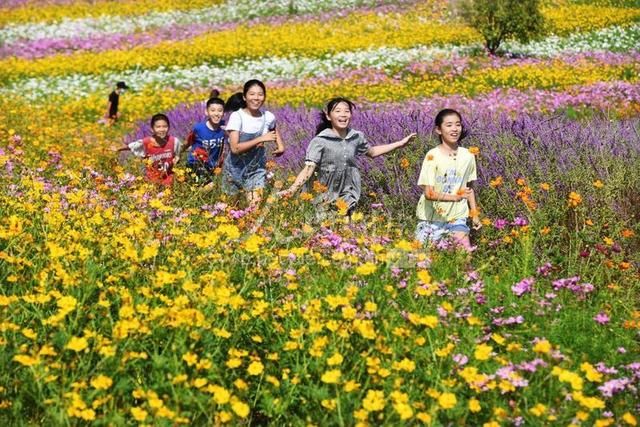 宜丰|江西宜丰：乡村花海引客来