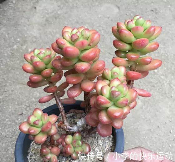 养多肉有技巧，做好四件事，一年能长5厘米，爆满整个花盆